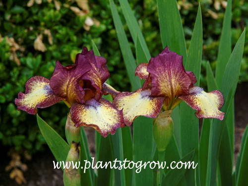 'Hot Fudge' Intermediate Bearded Iris